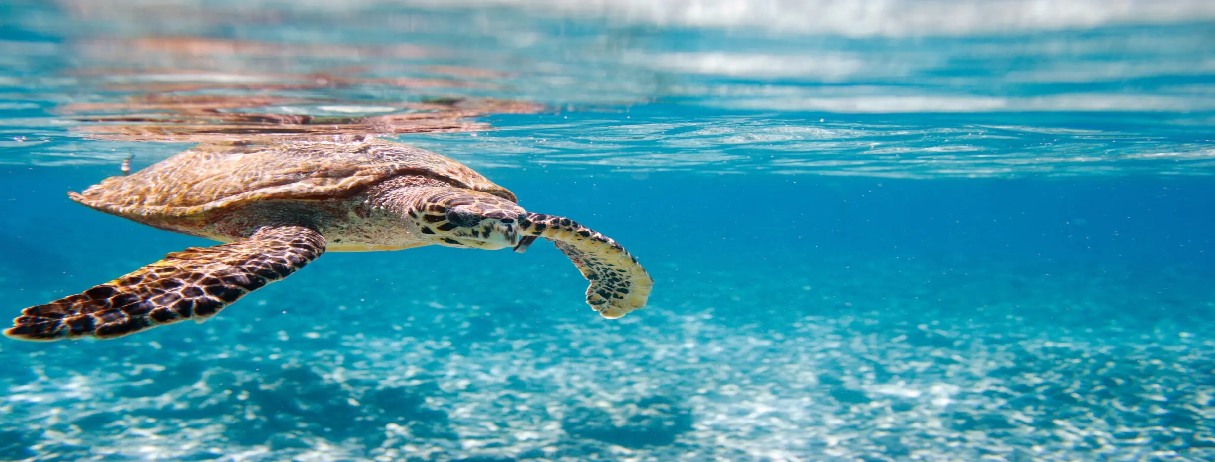 Image for Sea Turtles and Serenity